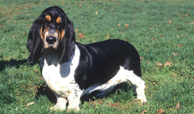Basset Hound dog