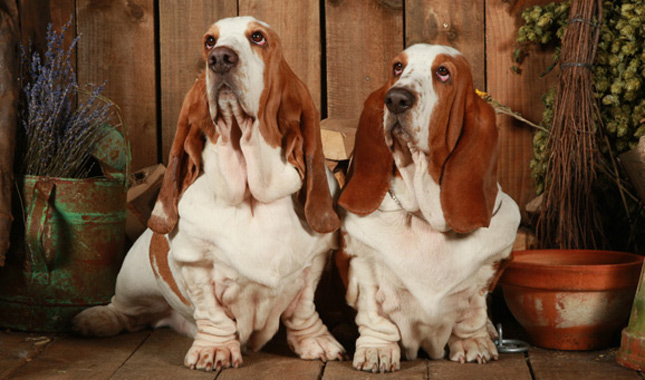 Basset Hound 1