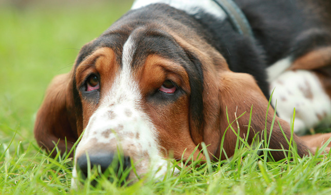 Basset Hound Lying in Grass