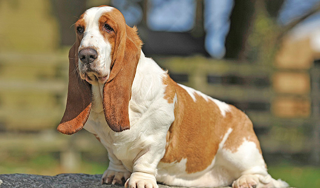 Basset Hound