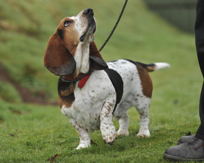 Basset Hound Outdoors Paw Up