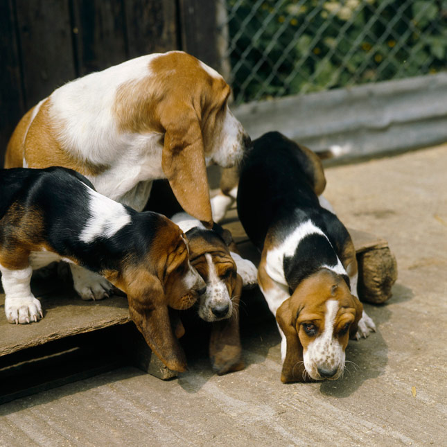 Basset Hound With Puppies