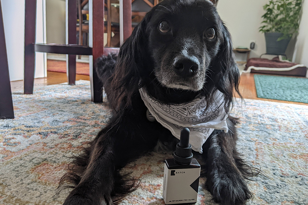 black dog sitting with bottle of BATCH CBD