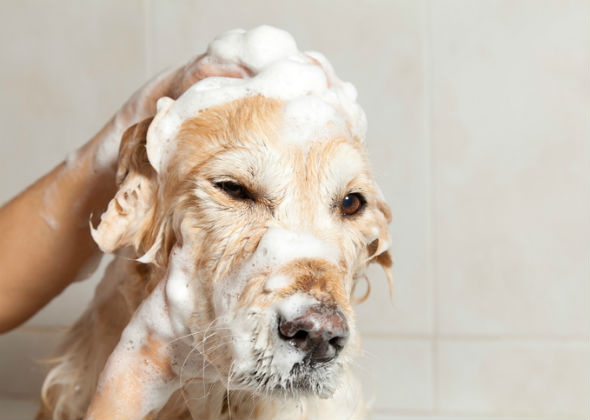 Try to keep shampoo out of your dog’s eyes.