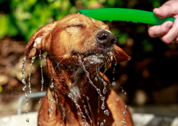 Rinse thoroughly.