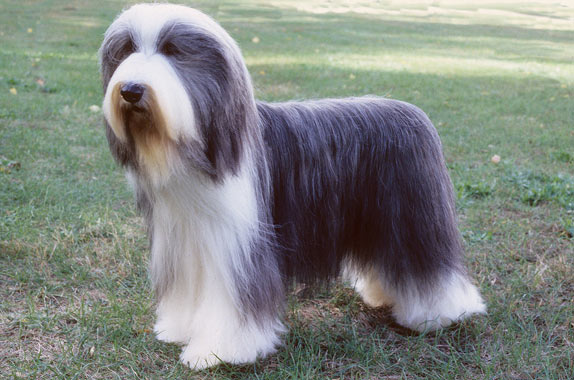 Bearded Collie dog