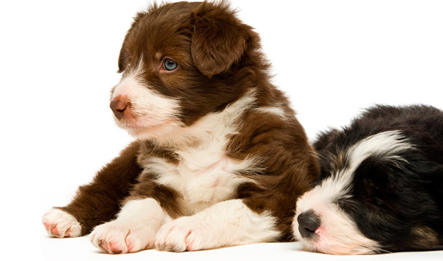 Bearded Collie dog