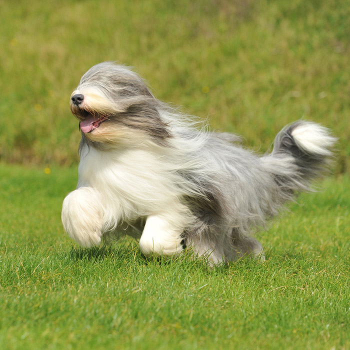 Bearded Collie running in a field