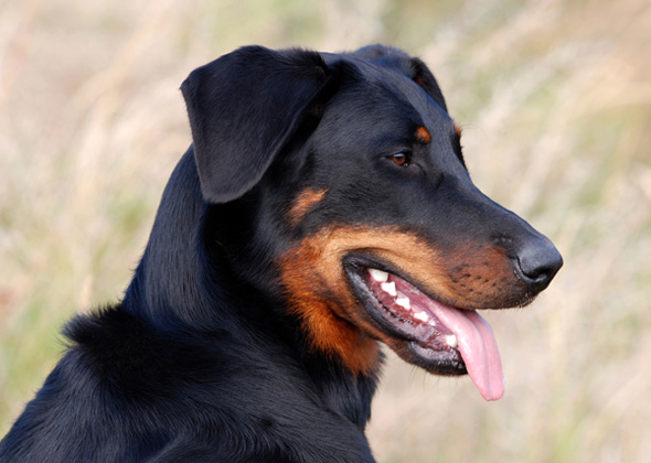 Beauceron