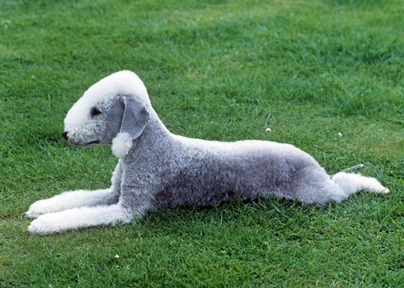 Bedlington Terrier