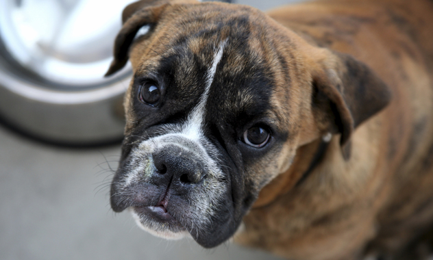 Dog Begging