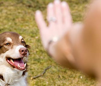 Dog obeys command