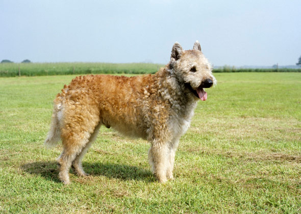 Belgian Laekenois
