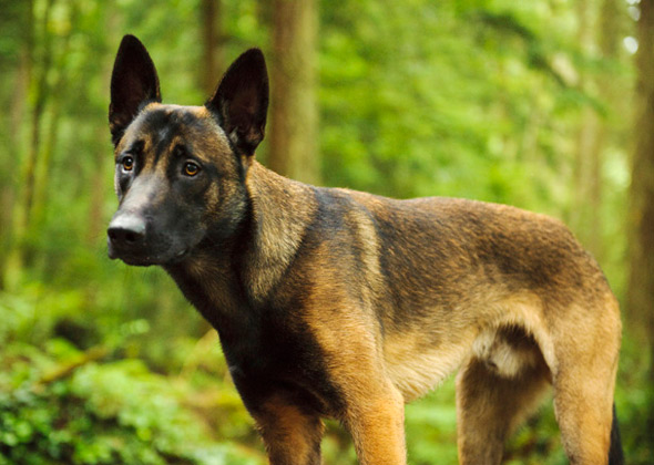 Belgian Malinois