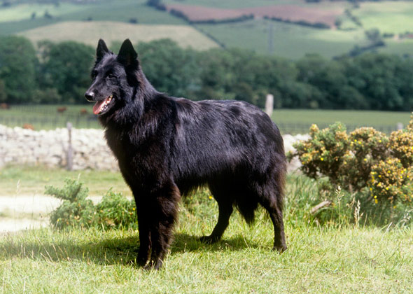 Belgian Sheepdog
