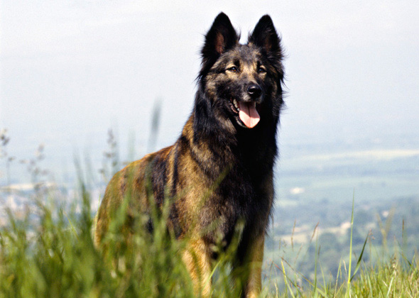 Belgian Tervuren