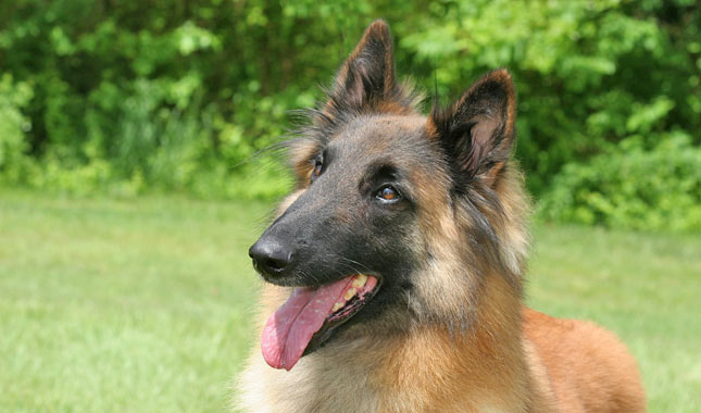 Belgian Tervuren dog