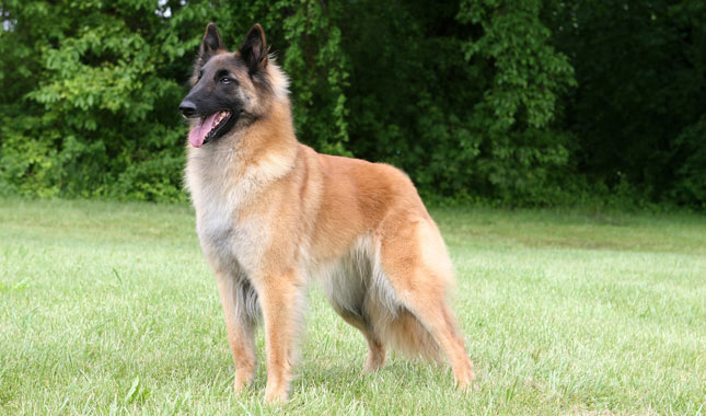 Belgian Tervuren dog