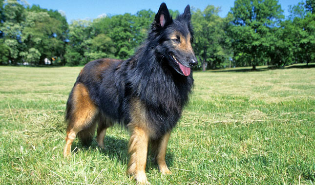 Belgian Tervuren dog