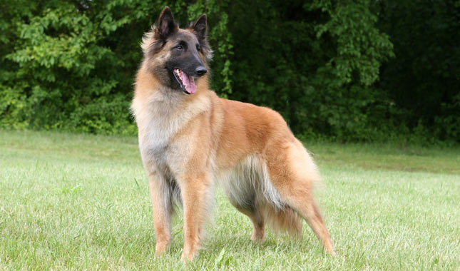 Belgian Tervuren dog