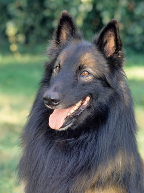 Belgian Tervuren dog
