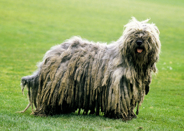 Bergamasco