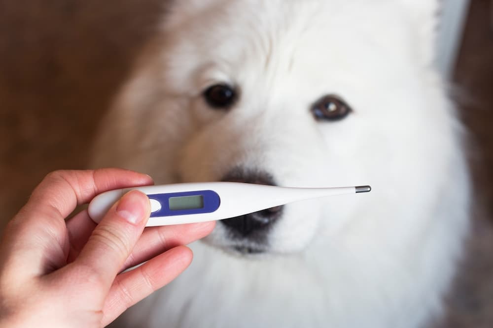 6 Best Vet-Approved Dog Thermometers of 2025
