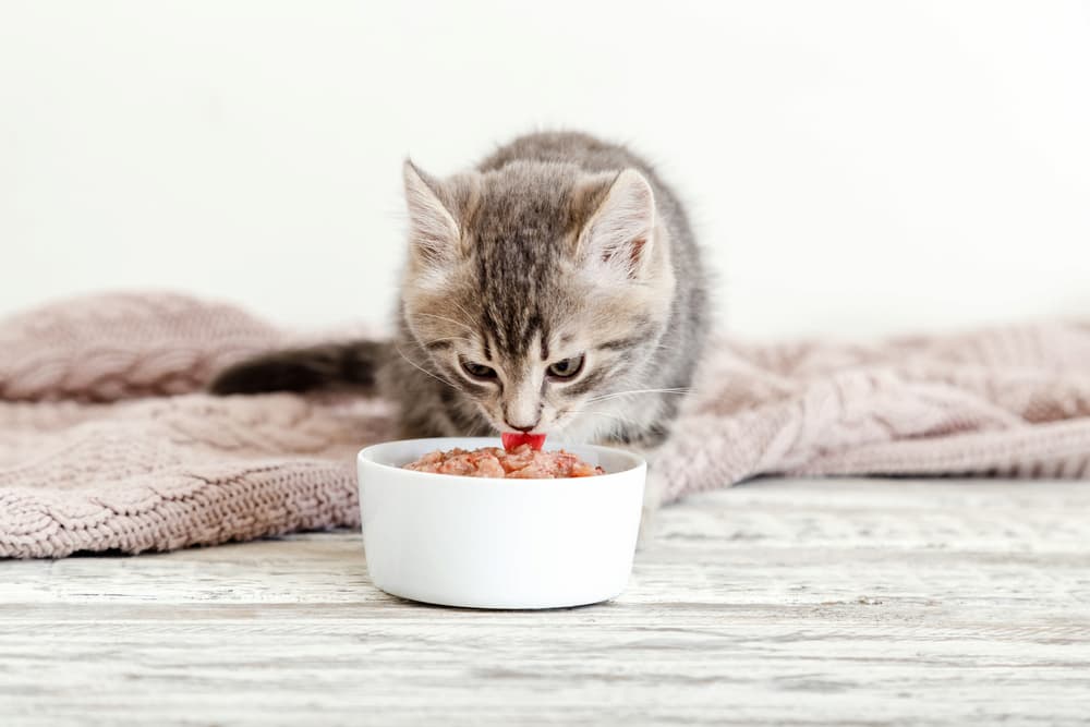 Best Kitten Food of 2025