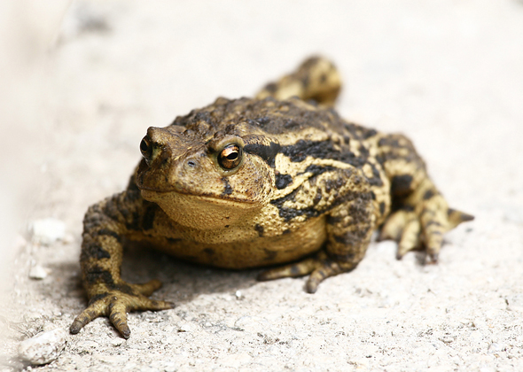 Giant Toad