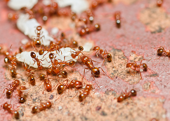 Fire Ants