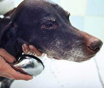 Dog getting a bath