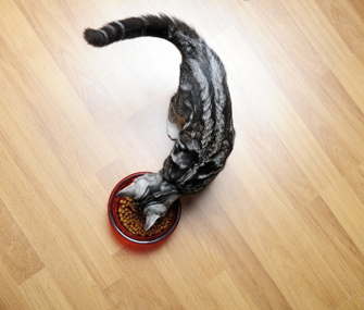 Cat eating kibble