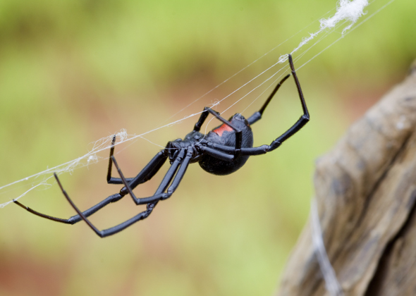 Black Widow Spider