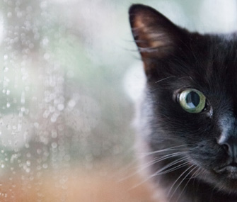 Black Cat