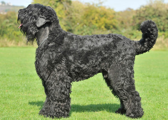 Black Russian Terrier