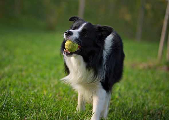 Border Collie
