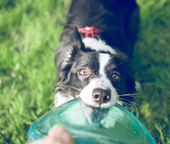 Border Collie With Frisbee