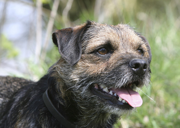 Border Terrier