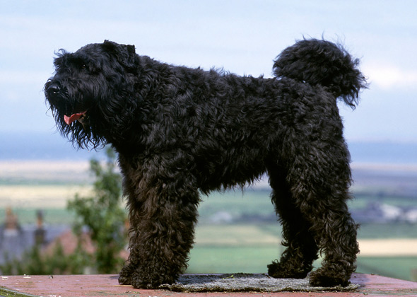 Bouvier des Flandres