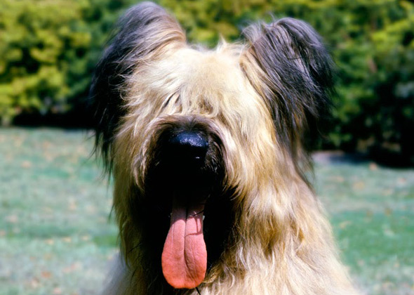 Briard
