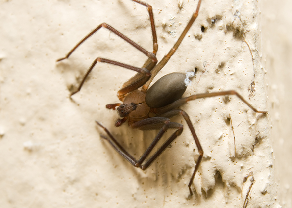 Brown Recluse Spider