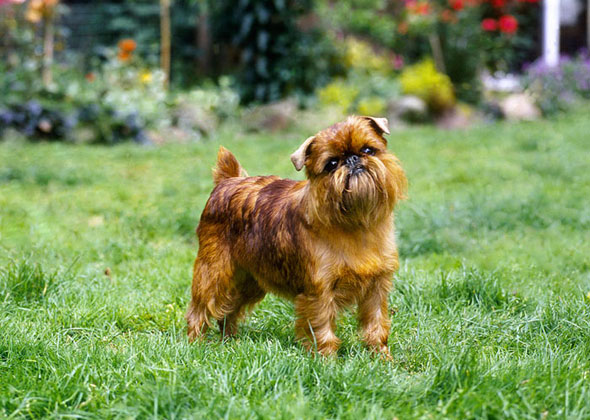 Brussels Griffon