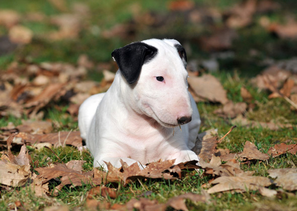 Bull Terrier