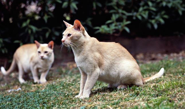 Burmese cat