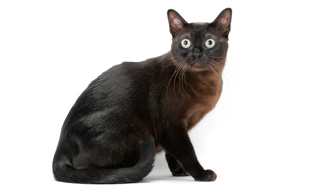 Burmese cat