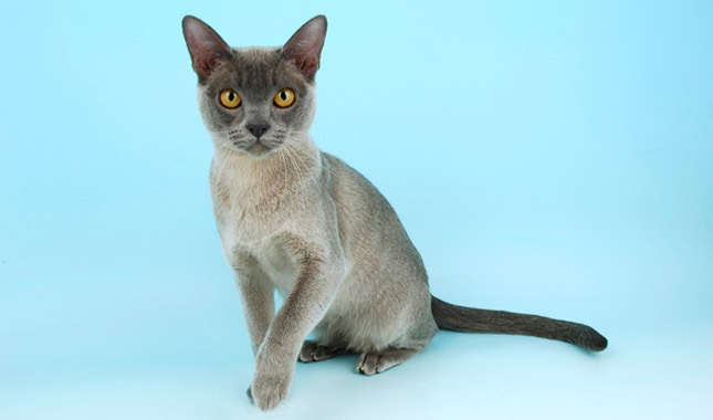 Burmese Kitten