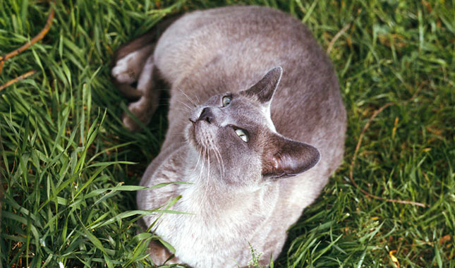 Burmese cat outside