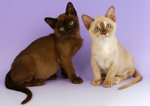 Burmese