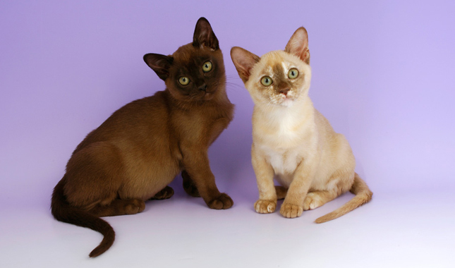 Two Burmese Cats