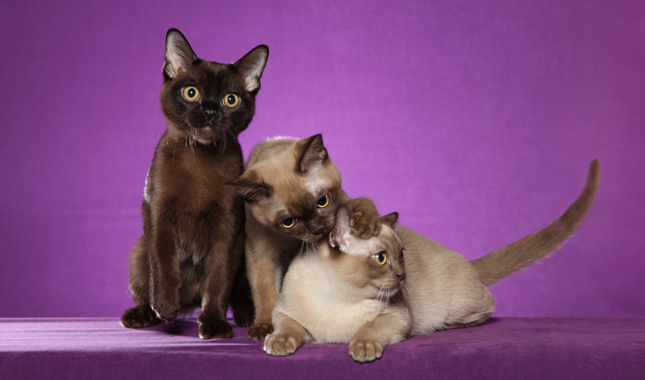 Three Burmese Cats on Purple Background